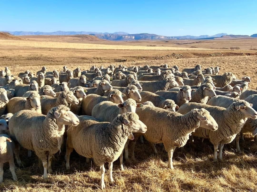 Commercial Property for Sale in Kestell Rural Free State